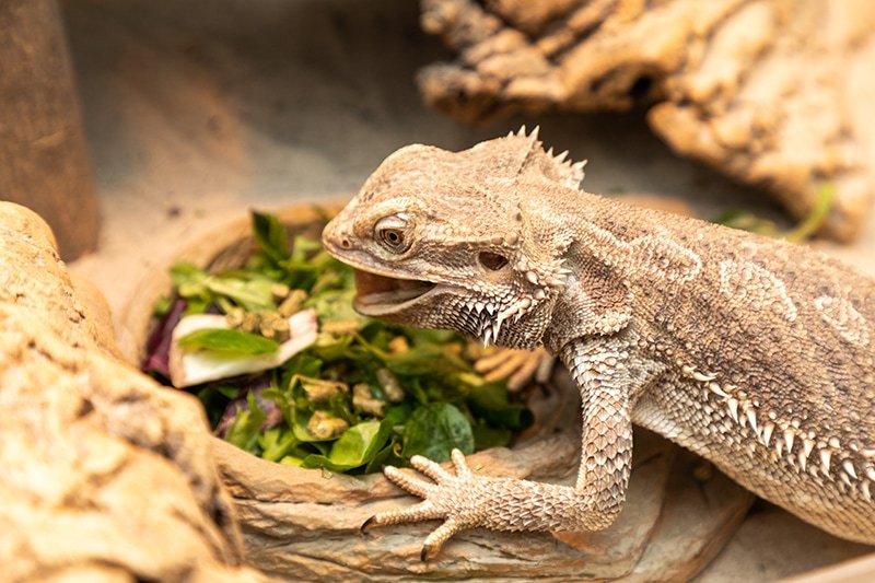 Can Bearded Dragons Eat Celery? Benefits, Risks & Safe Feeding Guide can bearded dragons eat celery
